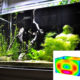 Aquarium Acrylique en PMMA Plexiglas